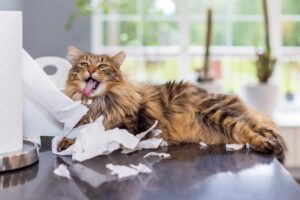 Cat-Proofing Your Home: Tips on Making Your Home Safe for a Curious Cat