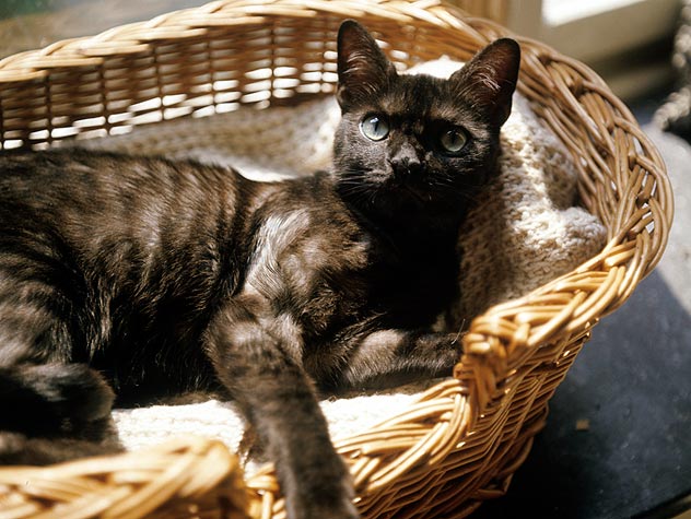 Senior Cat Care: Discuss the Special Needs of Older Cats And How to Care for Them As They Age.