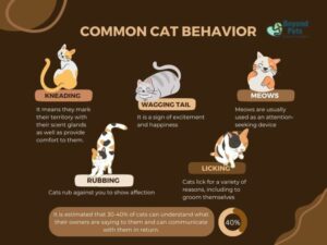 Understanding Cat Behavior: Explain Common Cat Behaviors And What They Mean, Helping Owners to Better Understand Their Pets